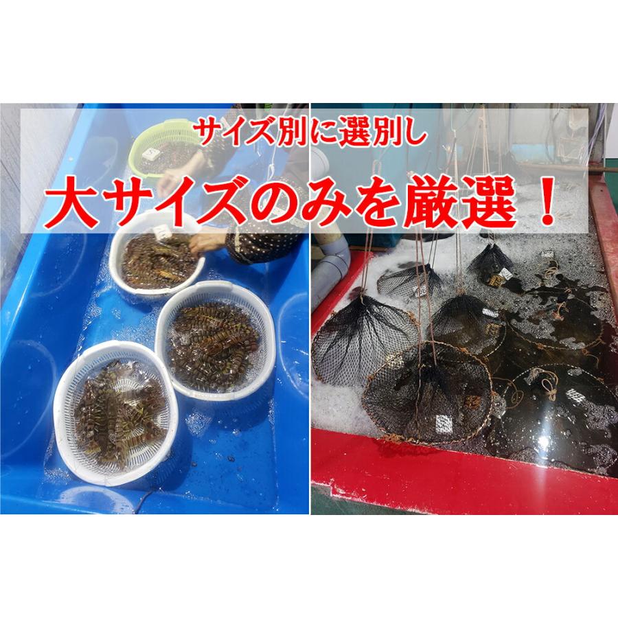 大サイズ厳選 活き 車海老 750g 大 16-25尾 熊本県産 生きたまま 水揚げ当日発送！ 鮮度抜群の車エビ |  | 02