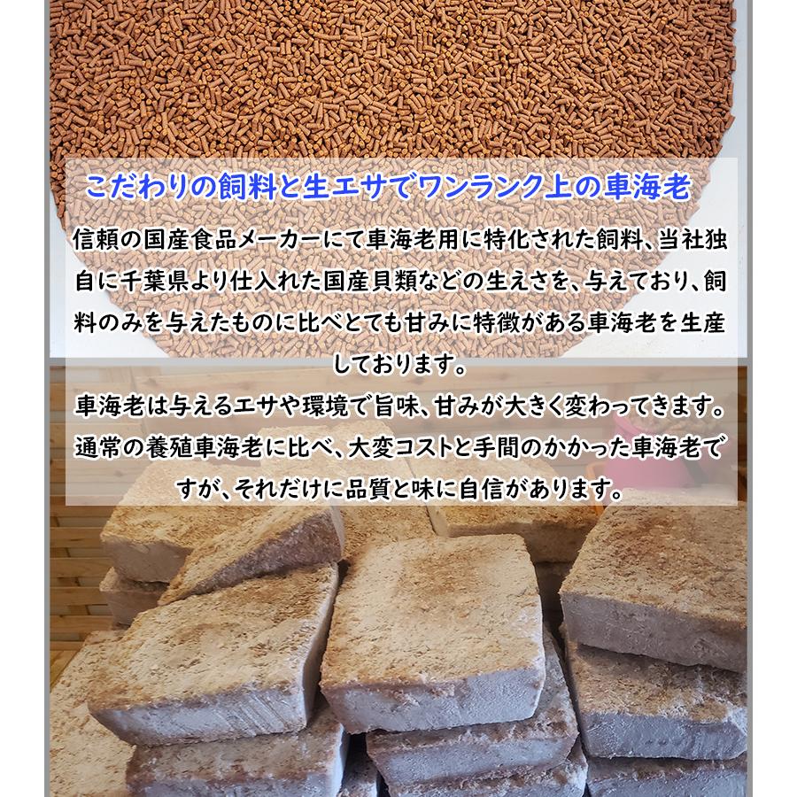 熊本県産 車海老 瞬間冷凍 500g 大サイズ 12〜16尾 採れたて 即時瞬間冷凍で鮮度抜群！ 贈り物 贈答 誕生日 さしみ エビフライ 敬老の日 お歳暮 |  | 01