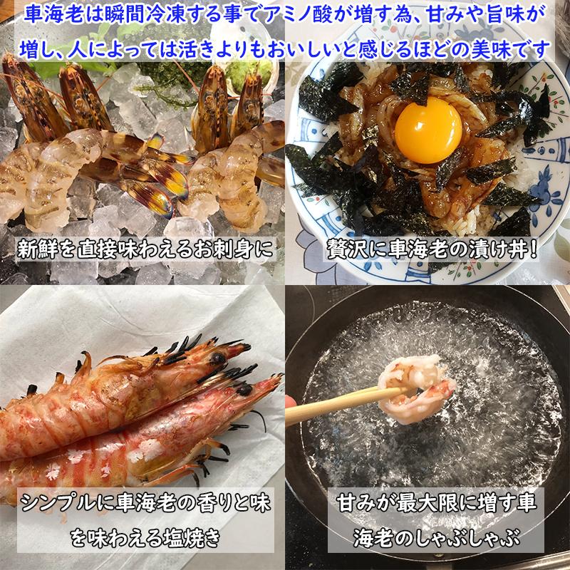 熊本県産 車海老 1kg 瞬間冷凍 36〜44尾 採れたて 即時瞬間冷凍で鮮度抜群！ 贈り物 贈答 誕生日 プレゼント さしみ エビフライ 敬老の日 お歳暮 |  | 04
