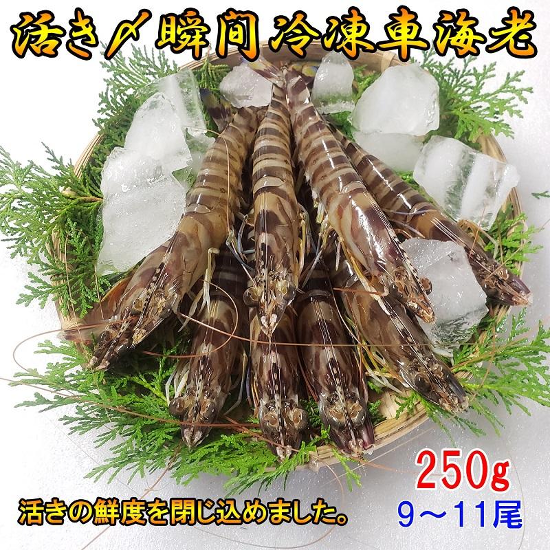 13円 まとめ買いでお得 熊本県産 車海老 250g 瞬間冷凍 9 11尾 採れたて 即時瞬間冷凍で鮮度抜群 贈り物 贈答 誕生日 プレゼント さしみ しゃぶしゃぶ エビフライ 敬老の日 お歳暮