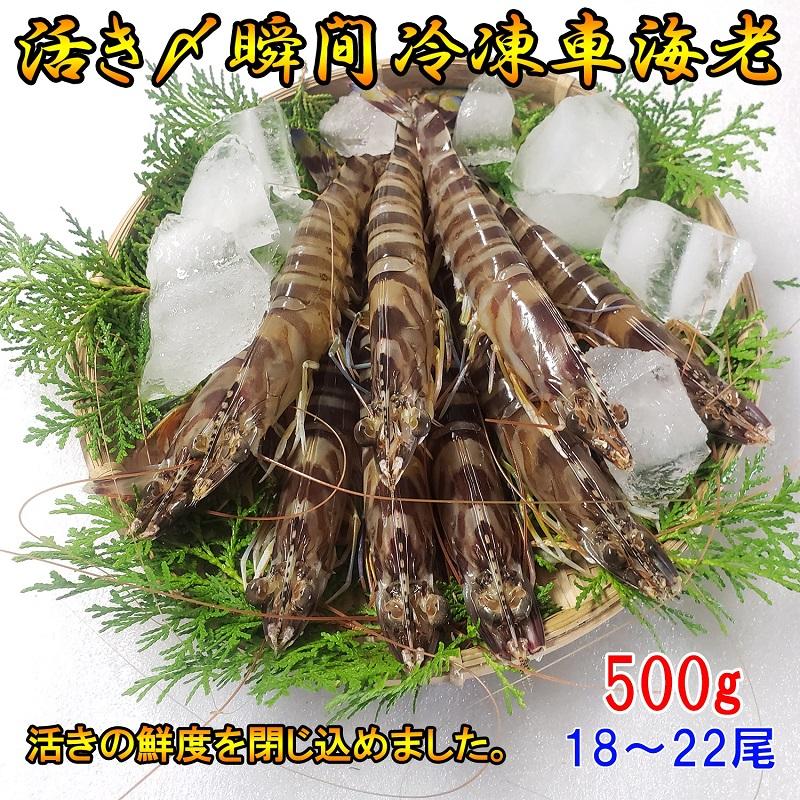 熊本県産 車海老 500g 瞬間冷凍 18〜22尾 採れたて 即時瞬間冷凍で鮮度抜群！ 贈り物 贈答 誕生日 プレゼント さしみ エビフライ 敬老の日 お歳暮 | 