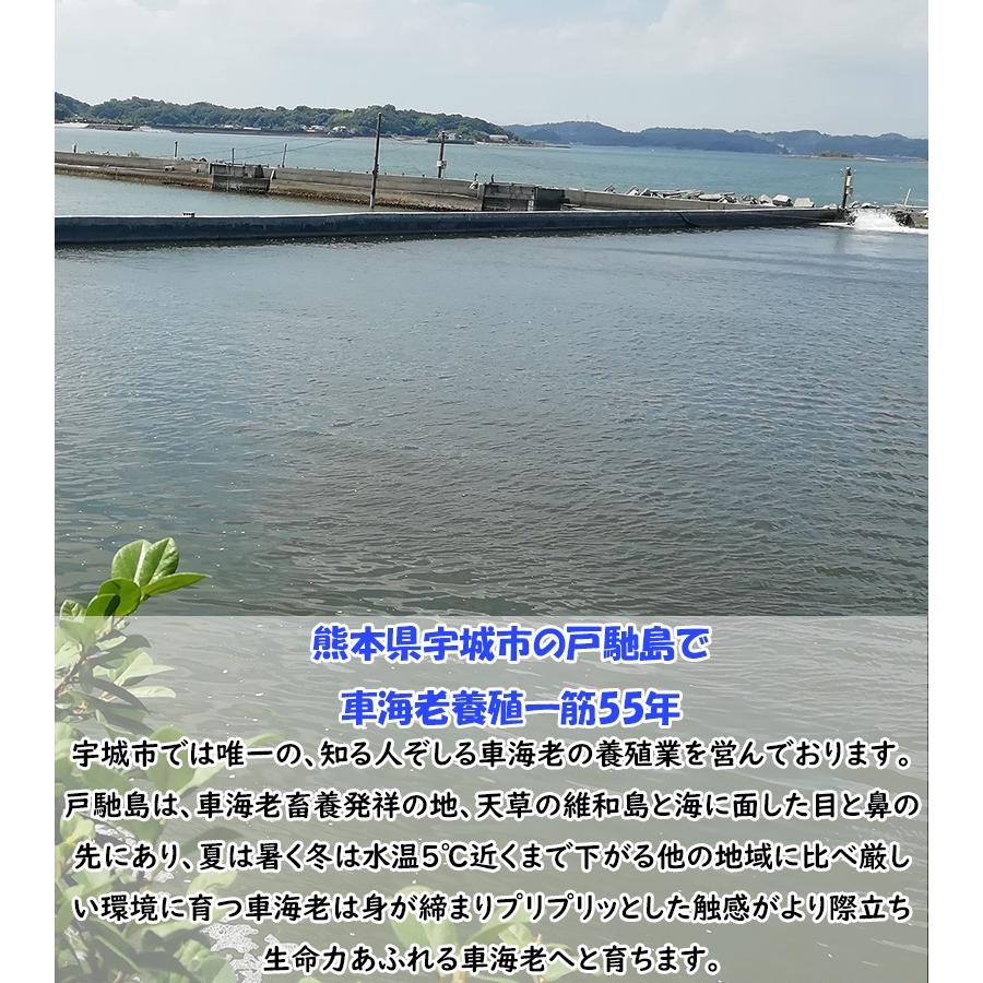 熊本県産 車海老 750g 瞬間冷凍 27〜33尾 採れたて 即時瞬間冷凍で鮮度抜群！ 贈り物 贈答 誕生日 プレゼント さしみ エビフライ 敬老の日 お歳暮 |  | 01