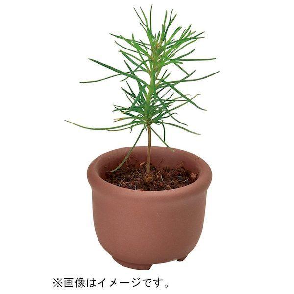 聖新陶芸 4528757039808 GD−954 育てるカプセル ミニ盆栽 4s 聖新陶芸 4528757039808 GD−954 育てるカプセル ミニ盆栽 4s