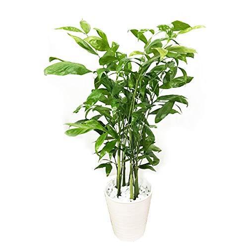 高性チャメドレア 観葉植物 本物 ホワイトセラアート鉢 ヤシの木 日陰や寒さに強い やしの木 おしゃれ A B07xv7xdht Ec Joint 通販 Yahoo ショッピング