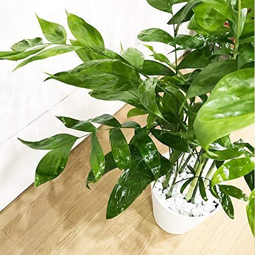 オリジナル 高性チャメドレア陶器鉢角型ホワイト観葉植物本物ヤシの木日陰や寒さに強いやしの木イン 花 Olympianconstruction Com