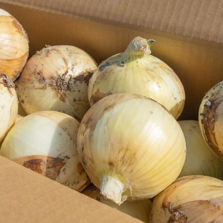 玉ねぎ タマネギ 5kg 和歌山県産 カレー粉付き 生 訳あり