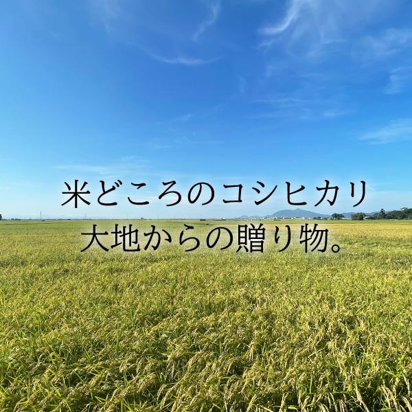 米 20kg 大地のコシヒカリ お米 20キロ 白米 おこめ 精米 お買い得 複数原料 5kg x4袋 送料無料｜echigo-inahoya｜03