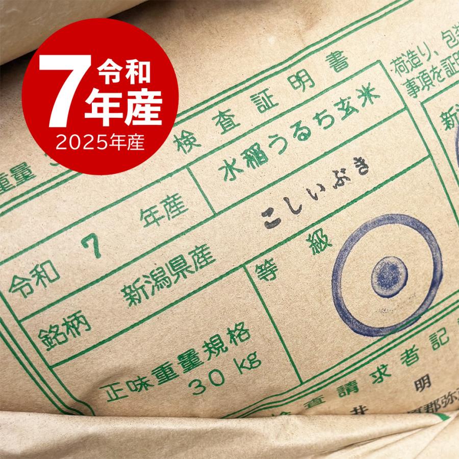 こしいぶき 米 新潟産 お米 10kg 令和7年産 送料無料 沖縄のぞく