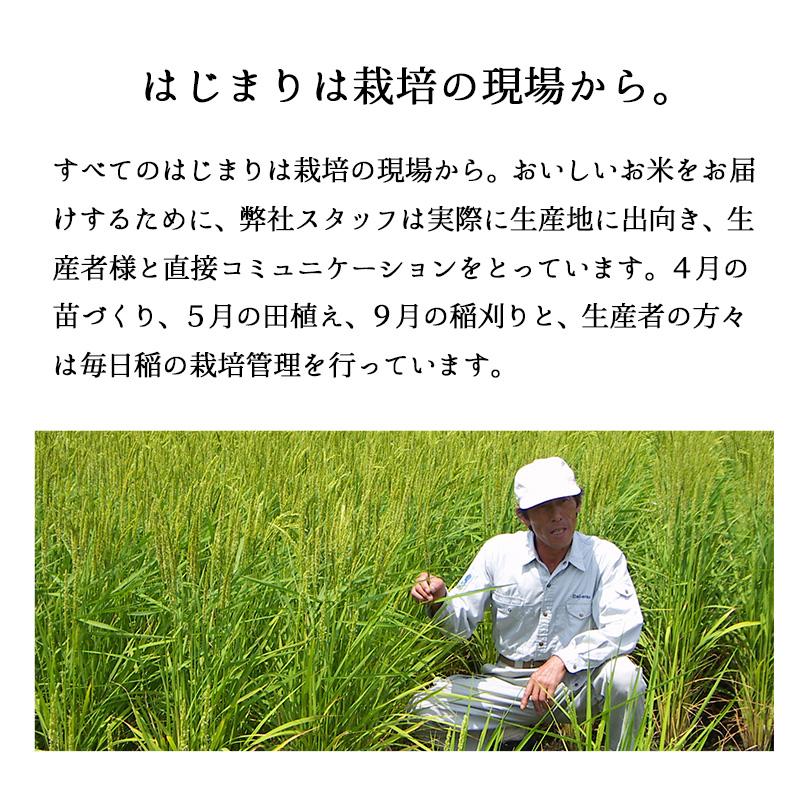米 10kg 岩船産コシヒカリ お米 10キロ 令和7年産 こしひかり 白米 5kgx2袋 送料無料 沖縄のぞく_13