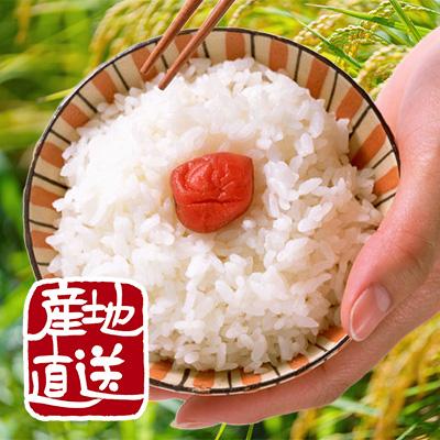 米 10kg 岩船産コシヒカリ お米 10キロ 令和7年産 こしひかり 白米 5kgx2袋 送料無料 沖縄のぞく_7