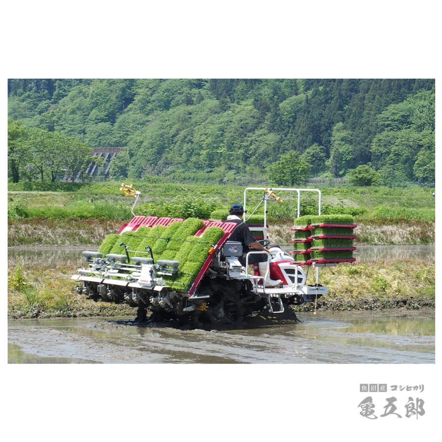 米 亀五郎 魚沼産 コシヒカリ 15kg 令和7年産 生産者限定米 送料無料 沖縄のぞく_6
