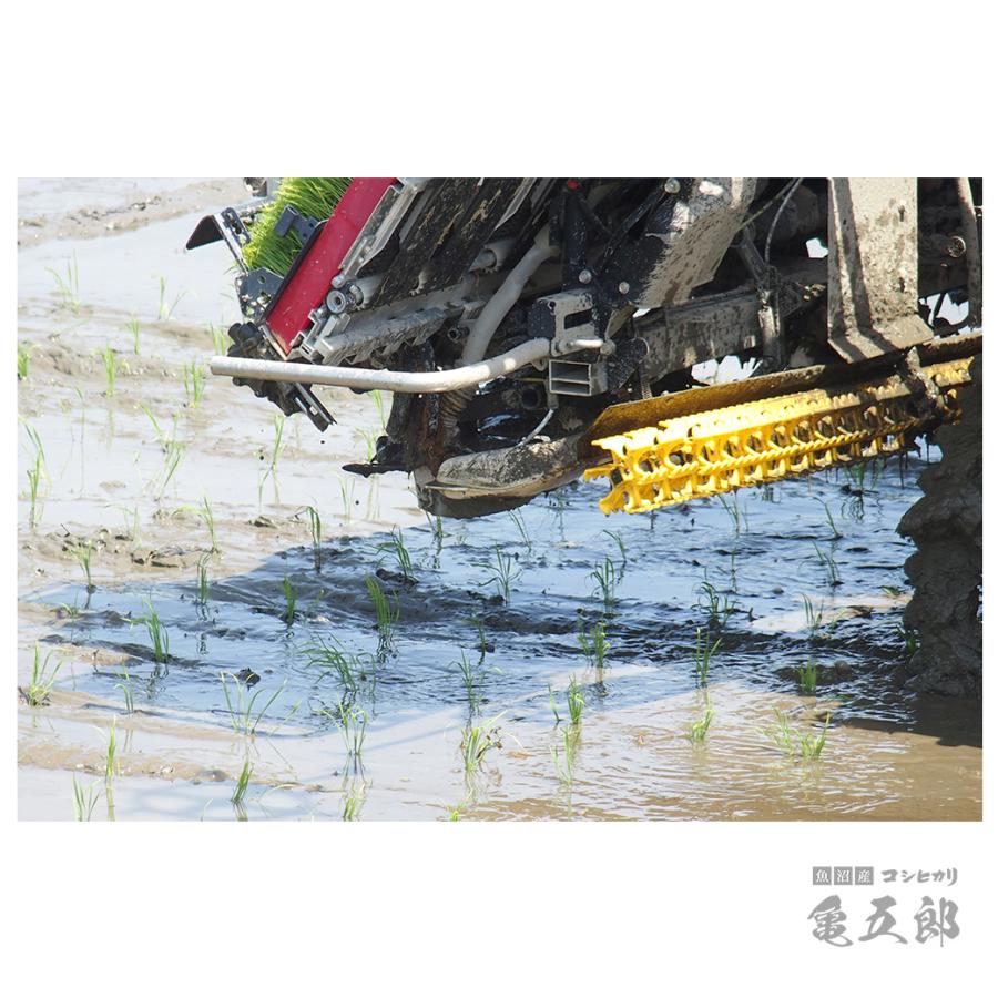 米 亀五郎 魚沼産 コシヒカリ 15kg 令和7年産 生産者限定米 送料無料 沖縄のぞく_7