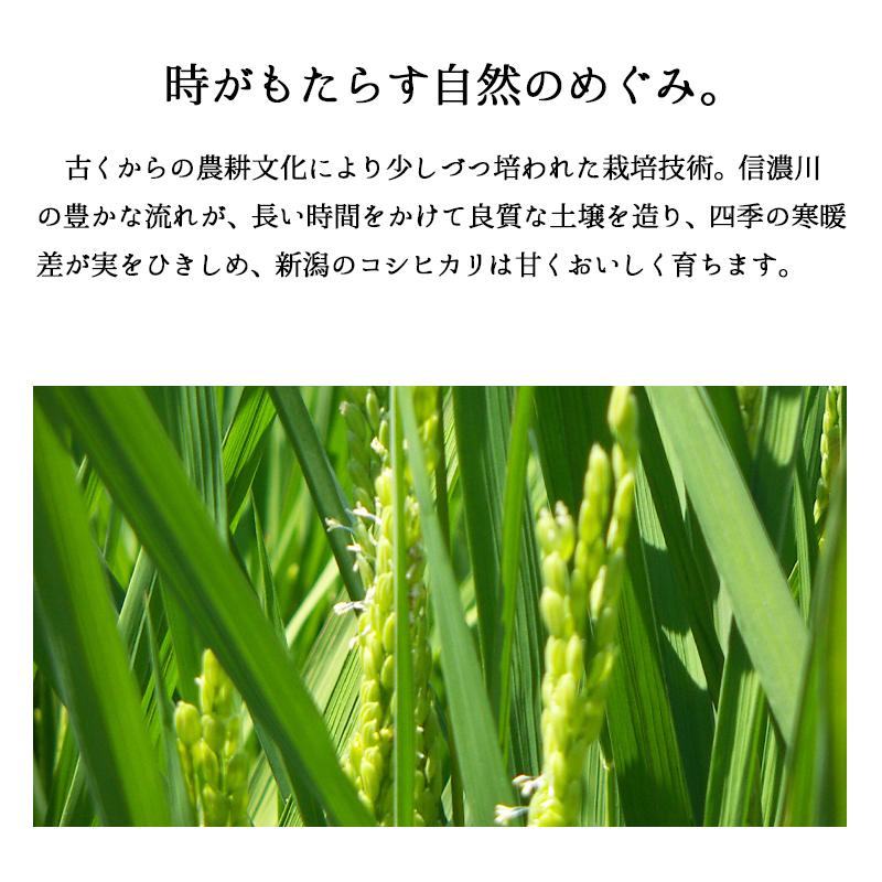 米 10kg 新潟コシヒカリ （無洗米） お米 10キロ 令和5年産 送料無料｜echigo-inahoya｜06