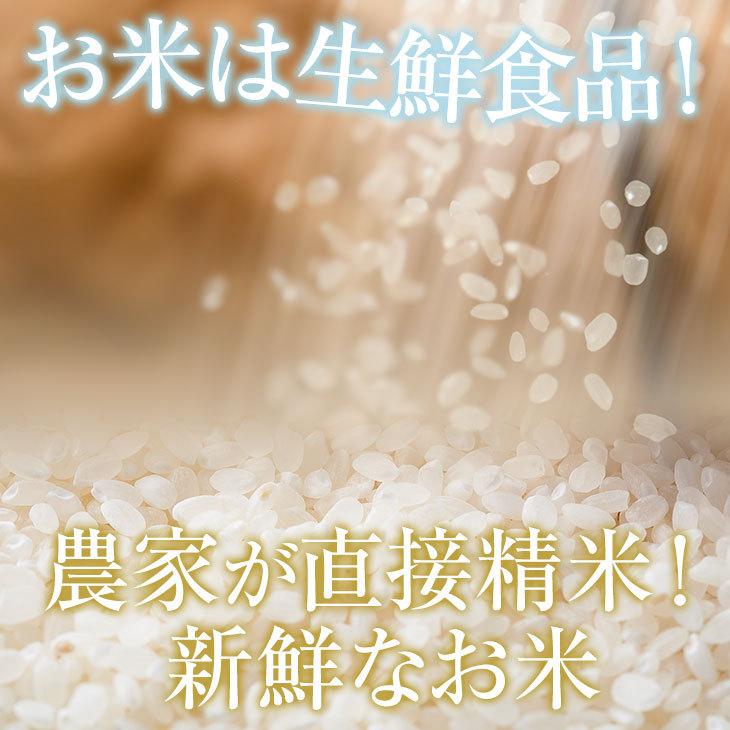 特別栽培米 新潟産 こしひかり 白米 5kg 送料無料 | コシヒカリ | 06