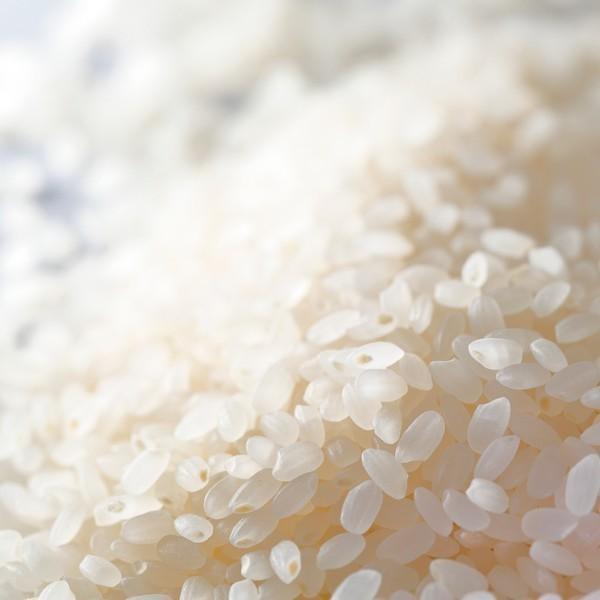 新之助（しんのすけ） 新米 令和7年産 新潟産 白米 1kg 2kg 3kg 4kg