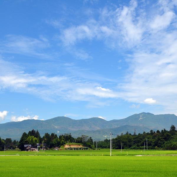 新米 令和7年産 新潟産 新之助 無洗米 10kg (5kg×2袋) 新潟県限定米 新潟米 お米 無洗米 新品種 送料無料 ギフト対応_4