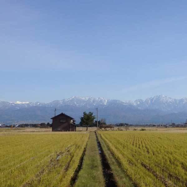 富山米 令和5年産 無洗米 富山県産 富富富 20kg (5kg×4袋) ピロータイプ平袋入 日本全国銘米シリーズ 白米 お米 おいしい ふふふ 堀商店 ギフト対応 送料無料｜echigoyonezo｜04