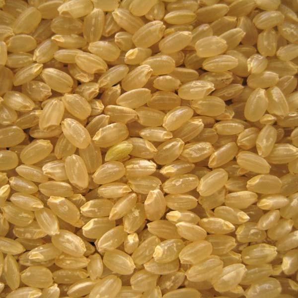 コシヒカリ 新潟米 令和7年産 玄米 新潟産コシヒカリ 10kg (5kg×2袋