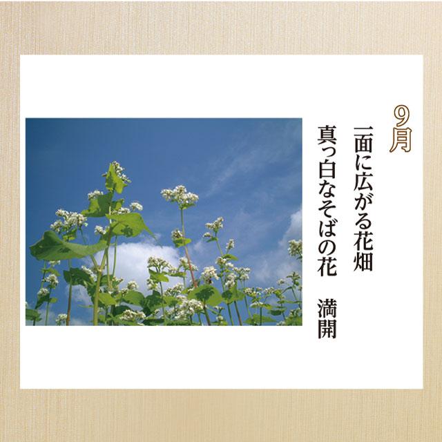 爆買 予約商品 2026年 秋収穫 新そば「新そば越前10食」五割 極上のこだわり蕎麦！ギフト お取り寄せ | 越前そばの里 | 04