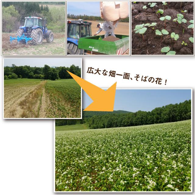 予約 ＼2026年秋収穫／「八割新そば6食」新そば 八割 極上のこだわり蕎麦！ギフト お取り寄せ | 越前そばの里 | 02