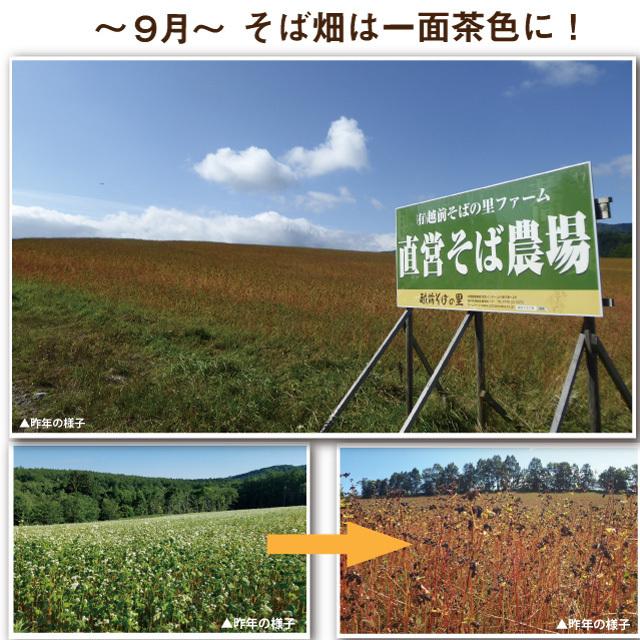 予約 ＼2026年秋収穫／「八割新そば6食」新そば 八割 極上のこだわり蕎麦！ギフト お取り寄せ | 越前そばの里 | 03