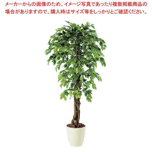 Sg ベンジャミナ スプラッシュリアナ 2 0m 花 ガーデニング Ecjoy ホームセンタードットコム 2 0m 1
