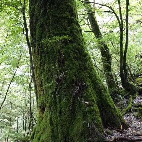 世界遺産 屋久島 天然杉 お香 心やすらぐ お彼岸 お墓参り お盆 お仏壇