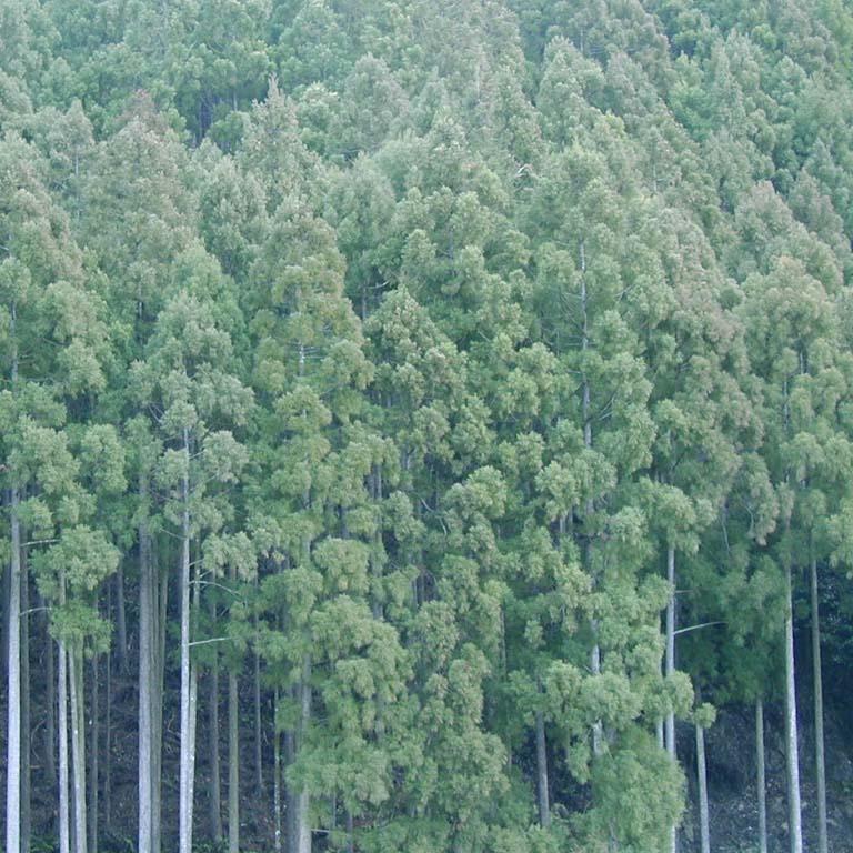 まとめ買い 10足セット 足への衝撃を和らげる 国産 日田 NEW檜サンダル