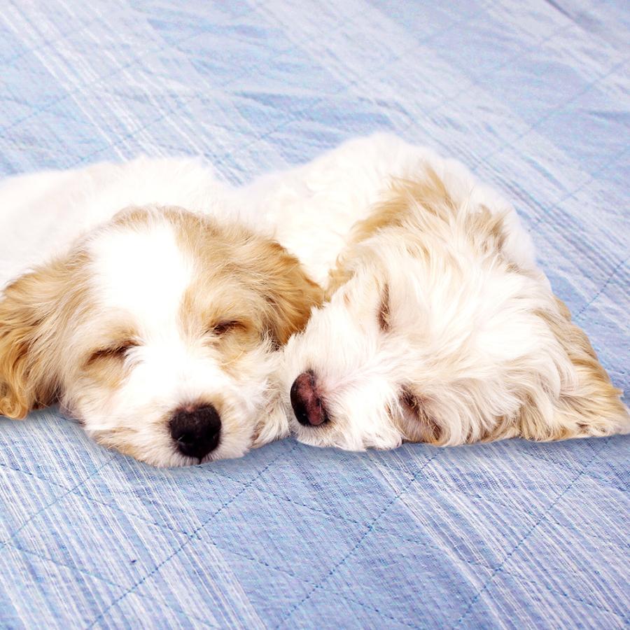 まとめ買い 2枚セット 風通しよか 敷きパッド 枕カバー付 快眠 快適 快眠 メッシュ キルト構造 しじら生地 通気性 オールシーズン快適 ひんやり Eclea 爆売 爆買 |  | 06