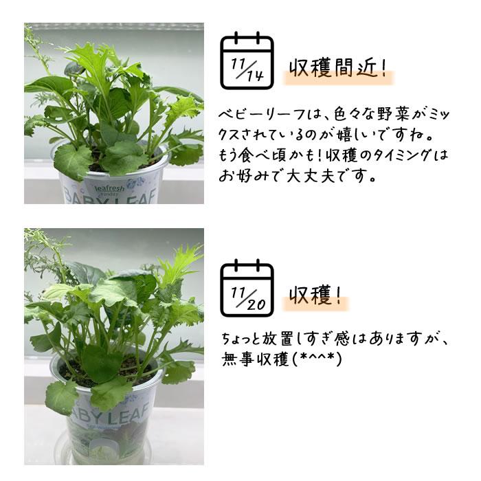 底面給水栽培セット 栽培セット Fresh Feel フレッシュフィール 家庭