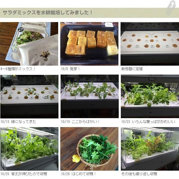 Web限定 種 有機種子 サラダミックス ベビーリーフ Aynaelda Com