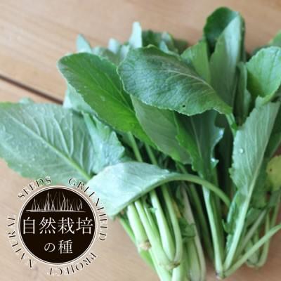 種 自然栽培の種 小松菜 コマツナ 国産 : 水耕栽培専門店のエコゲリラ