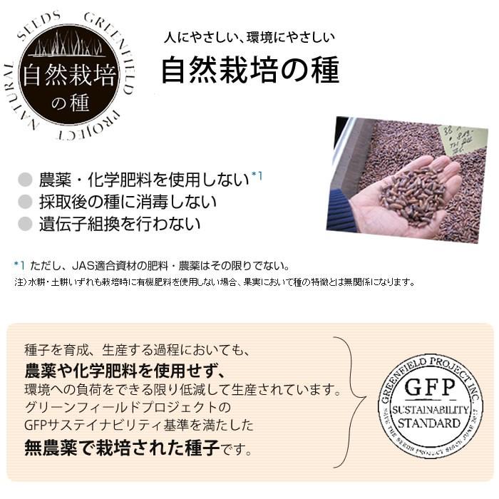 種 自然栽培の種 小松菜 コマツナ 国産 : 水耕栽培専門店のエコゲリラ
