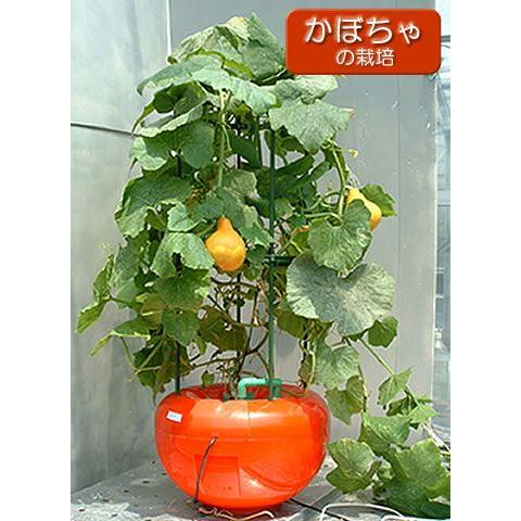 水耕栽培キット ホームハイポニカ601 : 水耕栽培専門店のエコ 水耕栽培キット ホームハイポニカ601 : 水耕栽培専門店のエコ