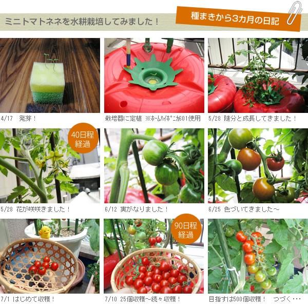 種 タネ ミニトマト ネネ : 水耕栽培専門店のエコゲリラヤフー店