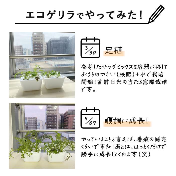 水耕栽培キット 容器 水耕栽培 ポット 栽培キット 3株分 : 水耕栽培