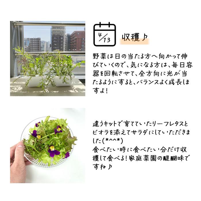 水耕栽培キット 容器 水耕栽培 ポット 栽培キット 3株分 : 水耕栽培