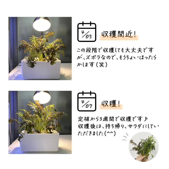水耕栽培キット 容器 水耕栽培 ポット 栽培キット 3株分 : 水耕栽培