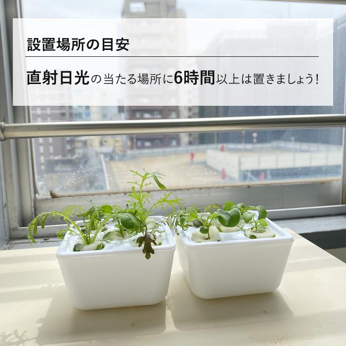 水耕栽培 窓際菜園セット 栽培ケース 3株分 液肥 培地 種 付｜eco-guerrilla｜04