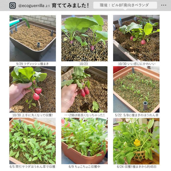 水耕栽培キット 水耕栽培セット プランター栽培 セット おうちの 水耕栽培キット 水耕栽培セット プランター栽培 セット おうちの