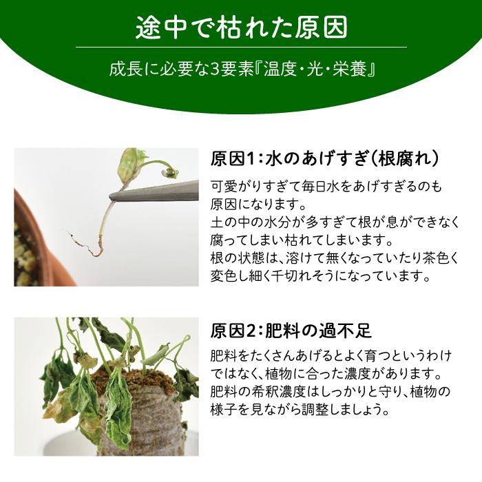 水耕栽培ポット ハイドロカルチャー 容器 観葉植物 鉢 NS-4 カネットの