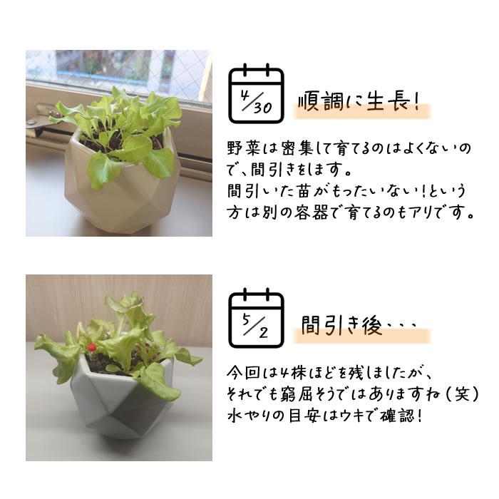 ミニ鉢植用ポット　６種類セット ミニ鉢植用ポット 6種類セット