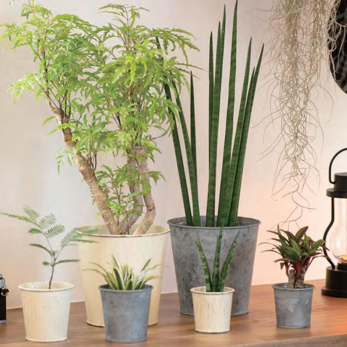 栽培キット　植木鉢容器 水耕栽培ポット ハイドロカルチャー 容器 観葉植物 鉢 NS-4 カネットの
