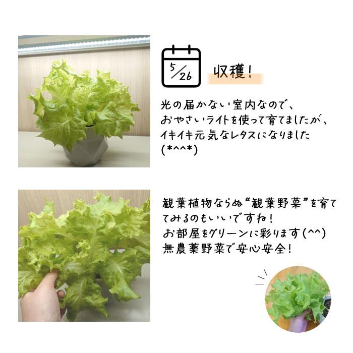 水耕栽培ポット ハイドロカルチャー 容器 観葉植物 鉢 NS-4 カネットの