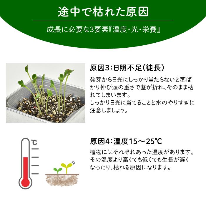 水耕栽培ポット ハイドロカルチャー 容器 観葉植物 鉢 NS-4 ティンの鉢
