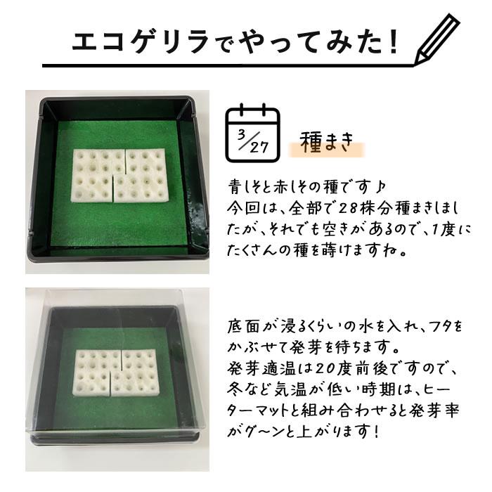 育苗トレー 育苗箱 水やりがかんたんになるトレー ハーフトレー 底面