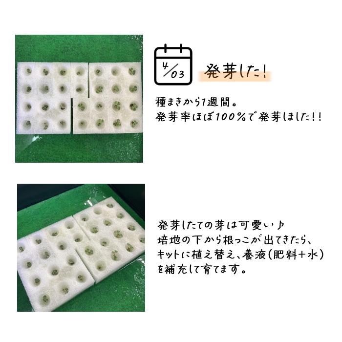 育苗トレー 育苗箱 水やりがかんたんになるトレー ハーフトレー 底面