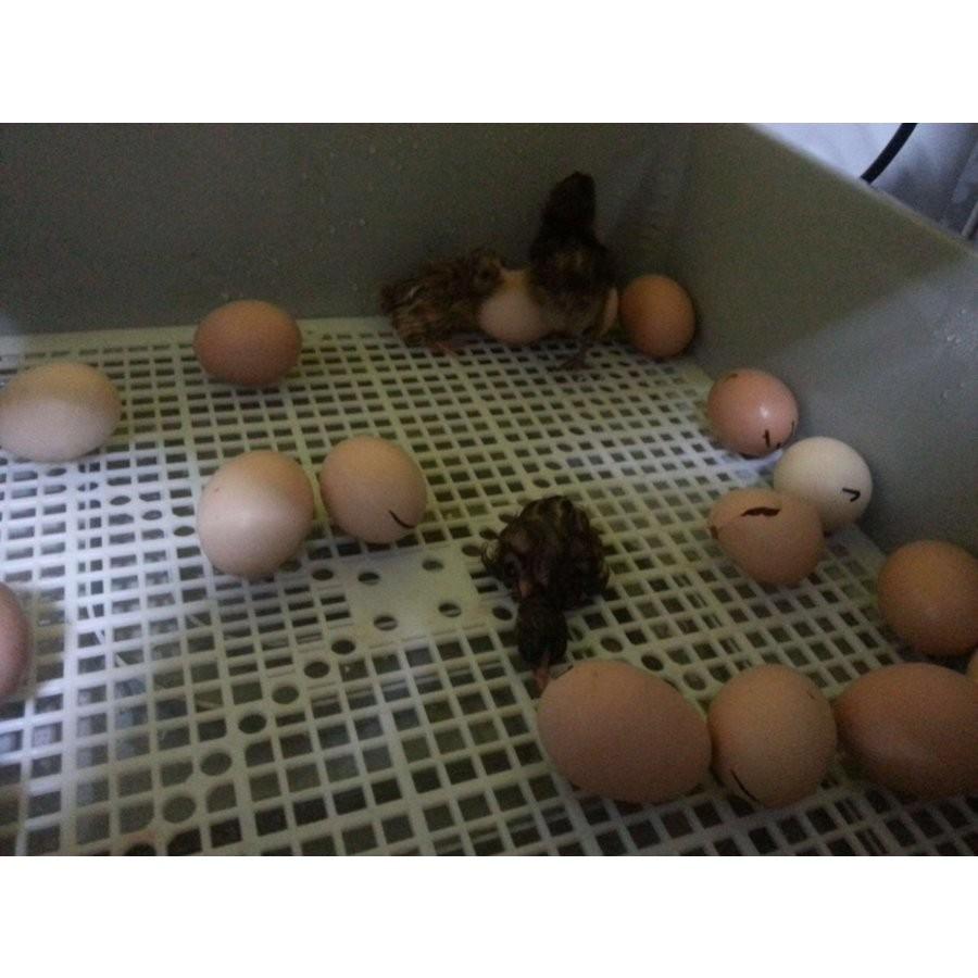鳥類　孵化　全自動孵卵器　孵卵機　ふ卵器　孵化器　インキュベーター　最大56個　新品｜ecofuture8｜05