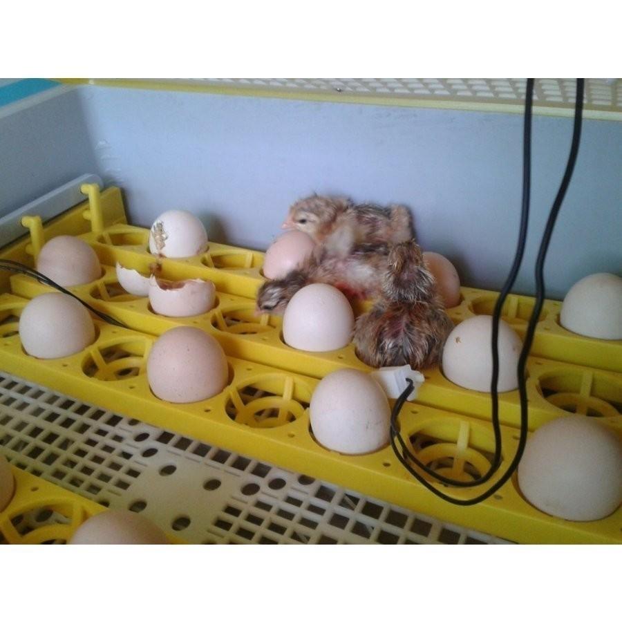 鳥類　孵化　全自動孵卵器　孵卵機　ふ卵器　孵化器　インキュベーター　最大56個　新品　送料無料｜ecofuture8｜04