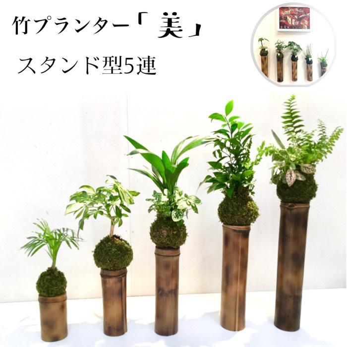 竹プランター 美 スタンド型５連 観葉植物含む苔玉付き Take01 Ecoいち Yahoo 店 通販 Yahoo ショッピング